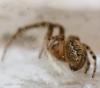 Zygiella x-notata